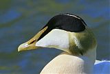 Common Eider